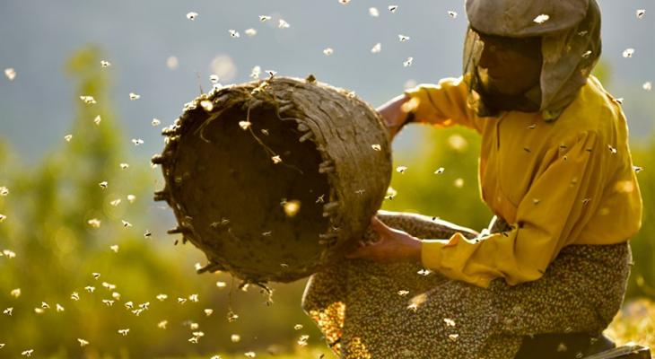 Person with bees