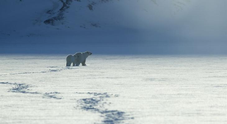 Polar bear walking on icy terrain