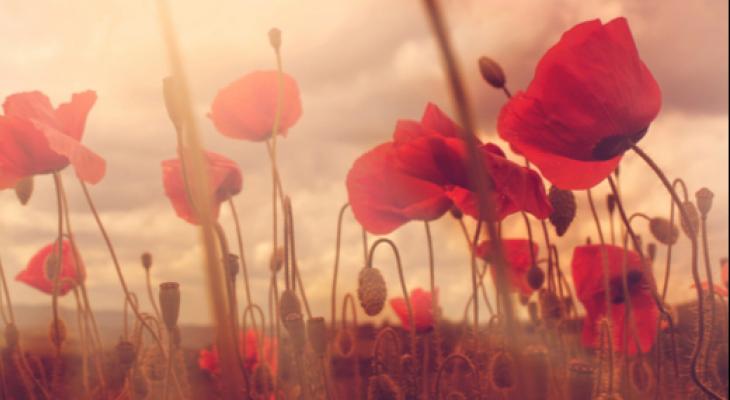 poppies in a field