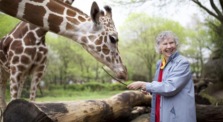 Person with giraffes