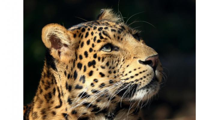 A close up of a leopard staring right