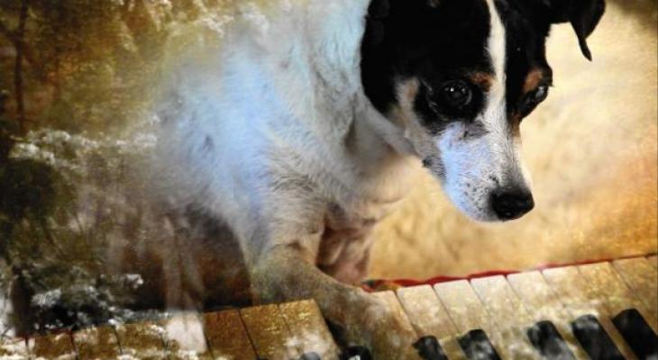 dog playing piano