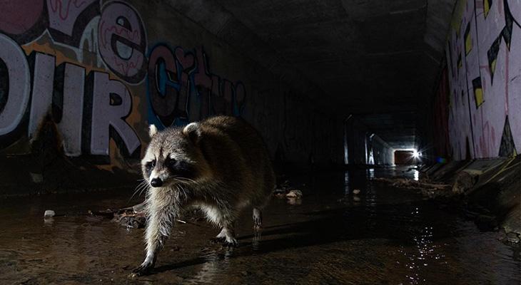 raccoon walking through tunnel filled with graffiti