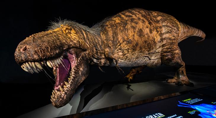 Model of a T.rex