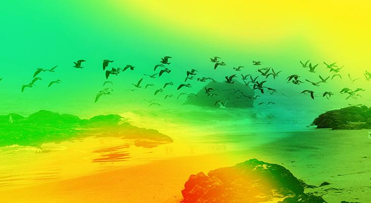 A flock of seagulls flies over a rocky beach. The image is overlayed with a yellow, green and blue filter