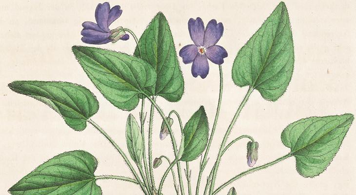 Close Encounters: Divertimento. A colourful vintage illustration of a flower with purple petals