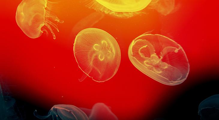 Two jelly fish float side-by-side on a background of red, yellow and black