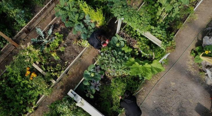 people gardening