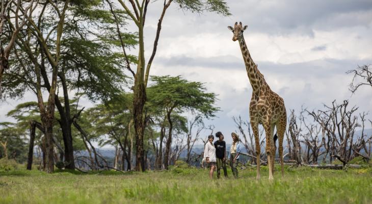 Giraffe walking tall in a field