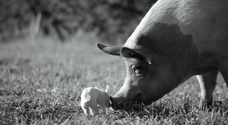 two pigs touching snouts