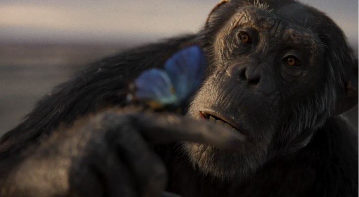 A chimpanzee gazing at a butterfly on its finger