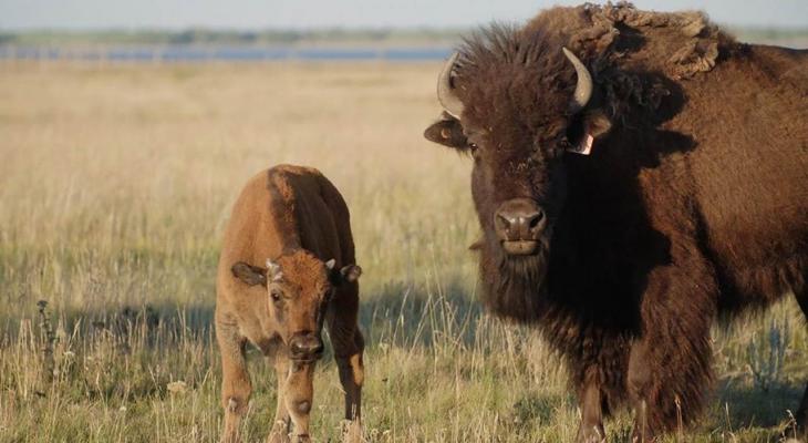 two buffalo