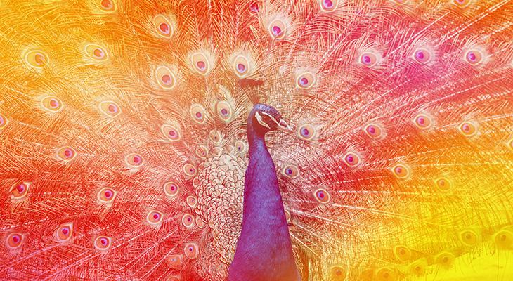 Mozart Together concert image. A colourful photo of a peacock strutting its tail feathers.