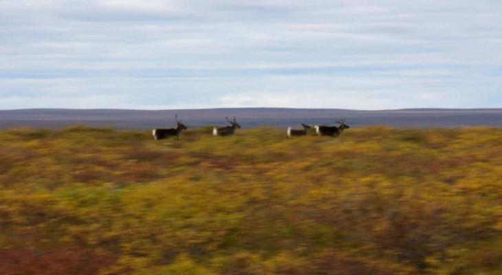 Hot Docs Presents: A Night With The Narwhal