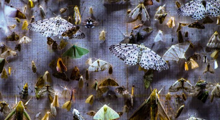 An image of several species of moth.