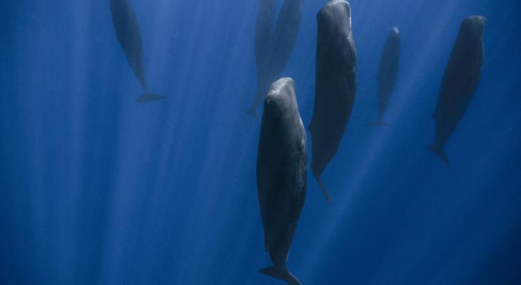 Sperm whales sleeping upright in the blue ocean