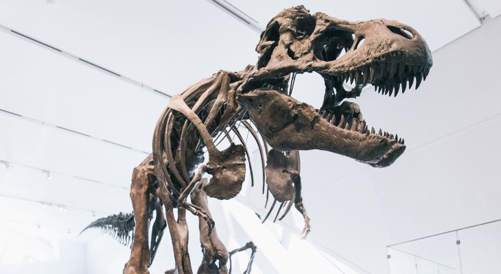 T rex