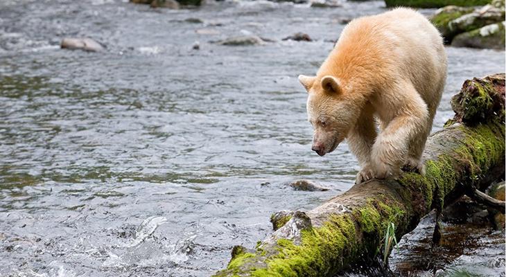 Bear walking along a log across a river