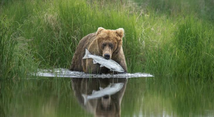 Bear on edge of grass and lake catches a fish in its mouth
