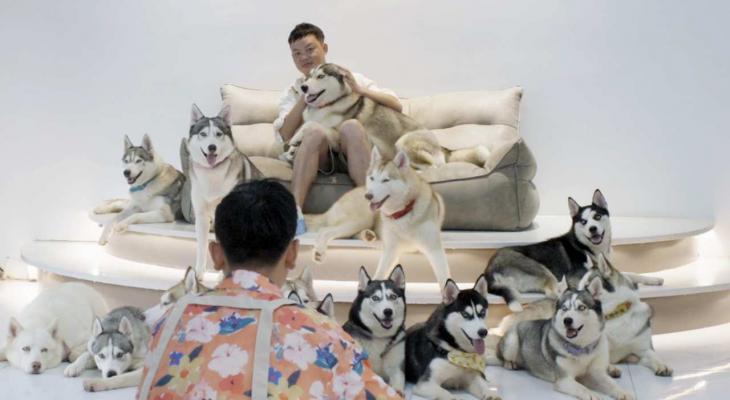 a man sitting on a couch surrounded by husky dogs