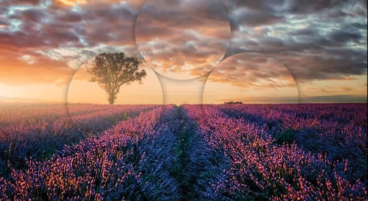 Vive la difference poster - a field of purple flowers