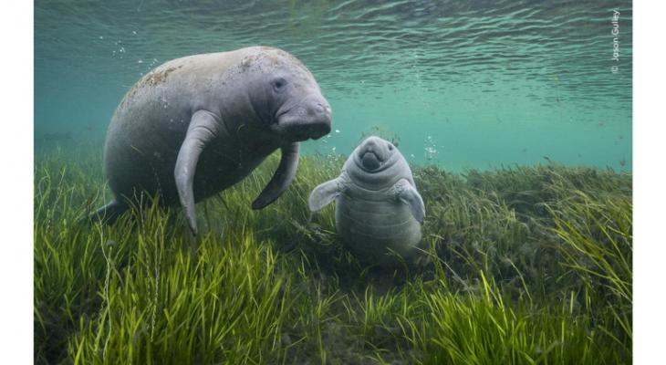 Two manatees, an adult and child, swimming in tall grass