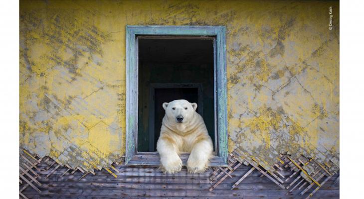 Polar Bear inside a building leaning on a windowsill looking outside.