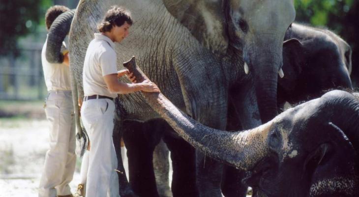 two people tending to two elephants