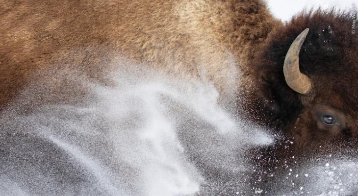 A close up of a bison travelling through snow