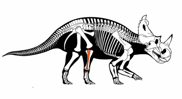 Triceratops skeleton