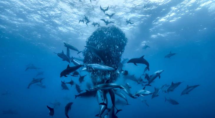 Fish, dolphins and sea birds seen from under the sea.