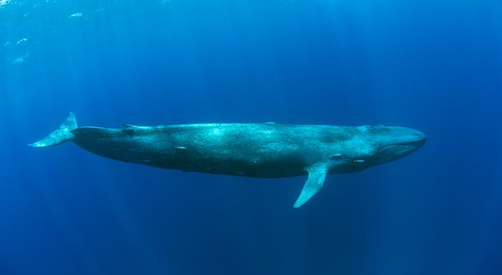 Pygmy blue whale swimming deep in the ocean
