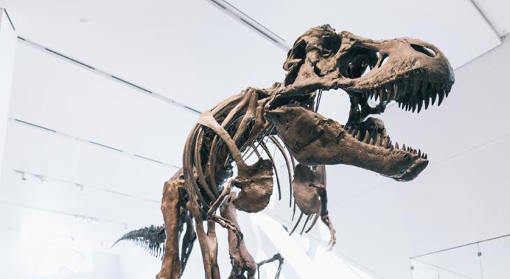 trex dinosaur