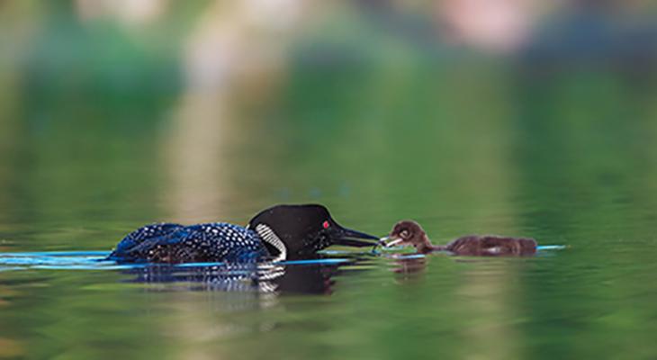 While floating on a lake, a mother loon feeds a young loon food from its beak.