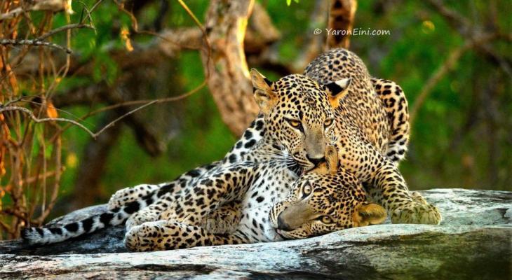 A photo of two leopards laying on a rock copyright Yaron Eini