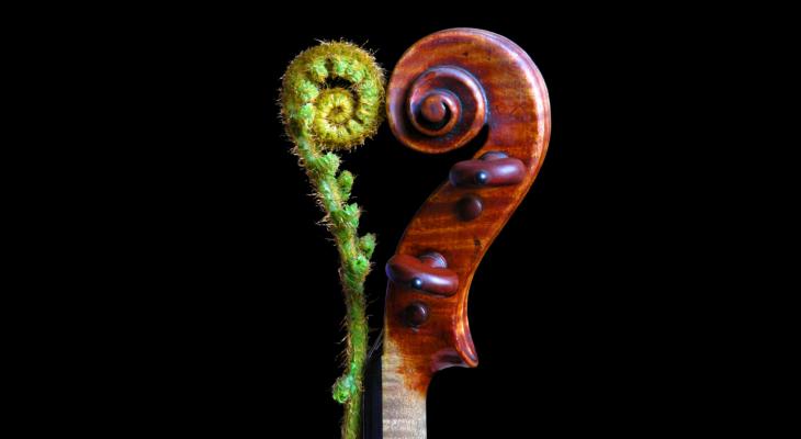 A fern and the neck of violin