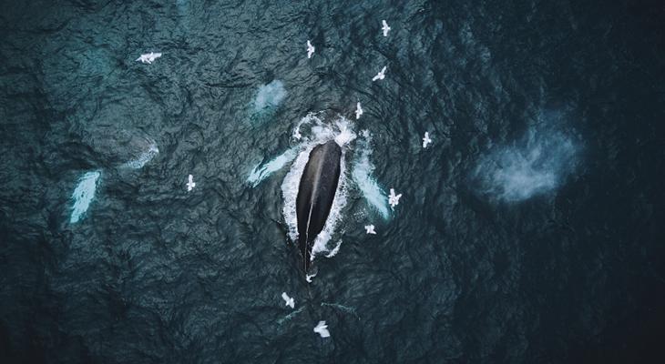 View from above of a whale swiming in the ocean