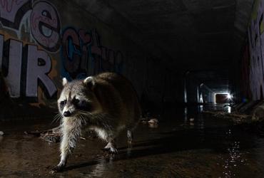 raccoon walking through tunnel filled with graffiti