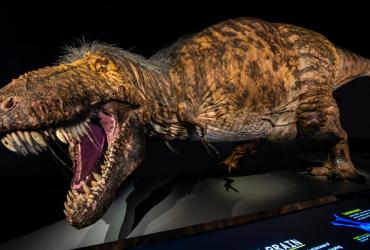 Model of a T.rex