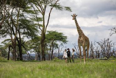 Giraffe walking tall in a field