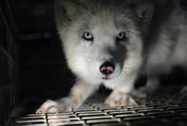 A wolf in a cage glares at the camera.