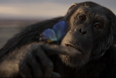 A chimpanzee gazing at a butterfly on its finger