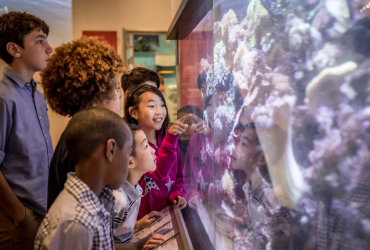 Children looking into an aquarium