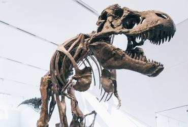 T rex