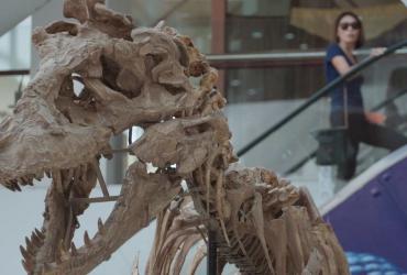 Dinosaur bones reconstructed in a museum