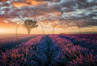 Vive la difference poster - a field of purple flowers