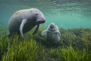 Two manatees, an adult and child, swimming in tall grass