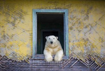 Polar Bear inside a building leaning on a windowsill looking outside.