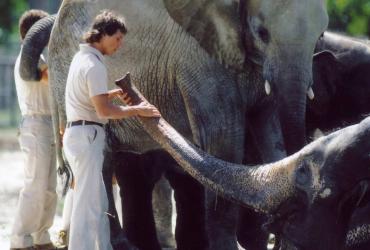 two people tending to two elephants