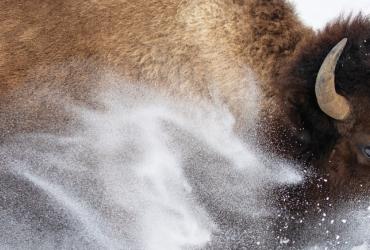 A close up of a bison travelling through snow